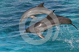Bottlenose dolphin jumping photo