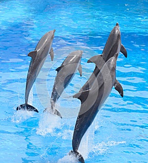 Bottlenose dolphin jumping