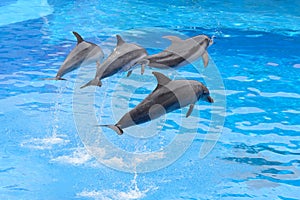 Bottlenose dolphin jumping