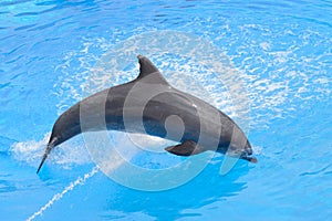 Bottlenose dolphin jumping from blue water