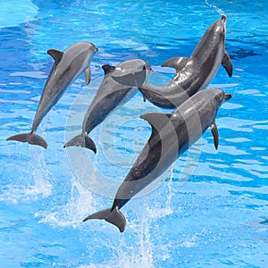 Bottlenose dolphin jumping from blue water