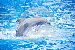 Bottlenose dolphin jumping out of the water