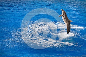 Bottlenose dolphin jumping out of water