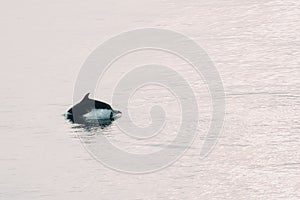 Bottlenose dolphin jumping out of the water