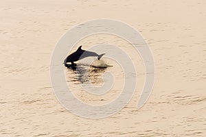 Bottlenose dolphin jumping out of the water