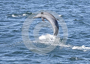 Bottlenose dolphin jumps in ocean