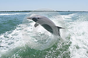 Bottlenose Dolphin Leaping Out Of Water