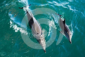 Bottlenose Dolphin Mother and Calf