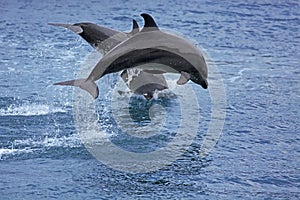 Uhorka delfín 