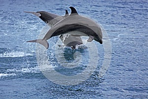 Bottlenose Dolphin photo