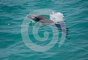 Bottlenose dolphin photo