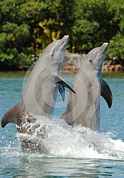 Bottlenose Dolphin Pair photo