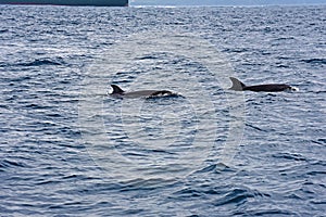 Bottlenose dolphin. Picture taken from whale watching cruise in Strait of Gibraltar
