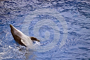 Bottlenose dolphin playing