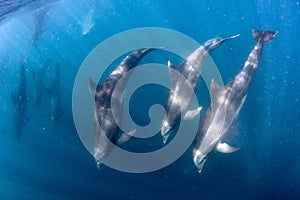 Bottlenose dolphin pod coming to you