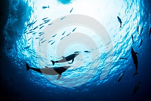 Bottlenose Dolphin during a scuba dive in Mexico