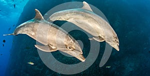 Bottlenose Dolphin during a scuba dive in Mexico