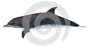 Bottlenose Dolphin Side Profile