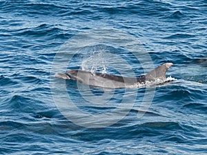 Bottlenose Dolphin in The Straits of Gibraltar off Tarifa in Spain.