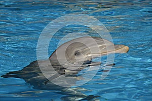 Bottlenose dolphin swimming on the surface