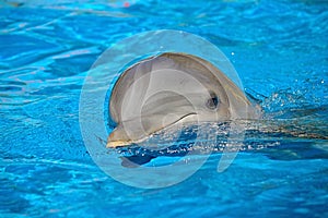 Bottlenose dolphin swimming on the surface