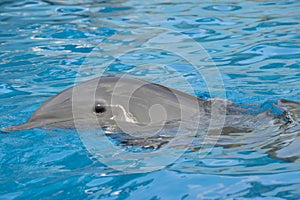 Bottlenose dolphin swimming on the surface