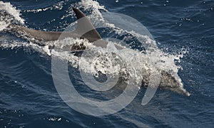 Bottlenose dolphin swimming on surface in open ocean