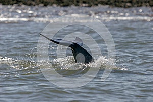 Bottlenose Dolphin Tail Stock and Fluke