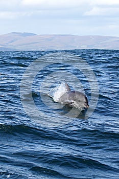 Bottlenose Dolphin (Tursiops aduncus)