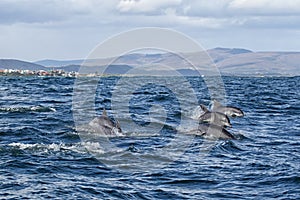 Bottlenose Dolphin (Tursiops aduncus)