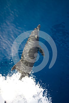 Bottlenose dolphin (Tursiops truncatus)