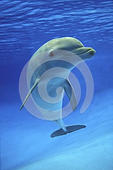 Bottlenose Dolphin, tursiops truncatus