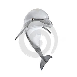Bottlenose Dolphin - Tursiops Truncatus.