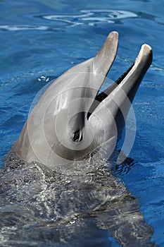 Bottlenose Dolphin, tursiops truncatus, Adult with Head at Surface