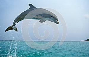 BOTTLENOSE DOLPHIN tursiops truncatus, ADULT LEAPING, HONDURAS