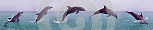 Bottlenose Dolphin, tursiops truncatus, Adult Leaping, Movement Sequence, Honduras