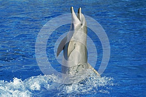 BOTTLENOSE DOLPHIN tursiops truncatus, ADULT PLAYING OUT OF WATER, HONDURAS
