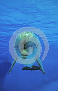 Bottlenose Dolphin, tursiops truncatus, Adult Underwater View