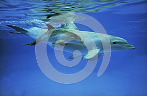 Bottlenose Dolphin, tursiops truncatus, Female with Calf