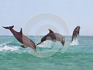 BOTTLENOSE DOLPHIN tursiops truncatus, GROUP LEAPING OUT OF THE WATER, HONDURAS