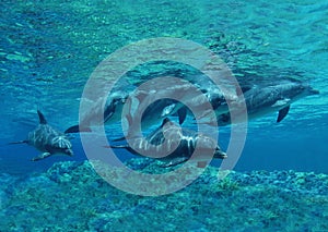 Bottlenose Dolphin, tursiops truncatus, Group, Underwater View