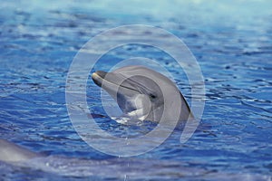 Bottlenose Dolphin, tursiops truncatus, Head of Adult emerging from Water