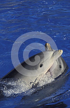 Bottlenose Dolphin, tursiops truncatus, Head of Adults at Surface