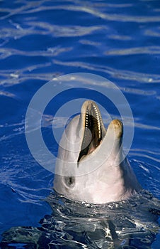 BOTTLENOSE DOLPHIN tursiops truncatus, HEAD AT SURFACE WITH OPEN MOUTH