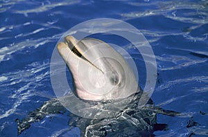 BOTTLENOSE DOLPHIN tursiops truncatus, HONDURAS