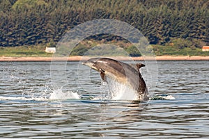 A bottlenose dolphin (Tursiops truncatus) jumping out of the water in Moray Firth, Inverness, Schotland