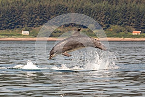 A bottlenose dolphin (Tursiops truncatus) jumping out of the water in Moray Firth, Inverness, Schotland