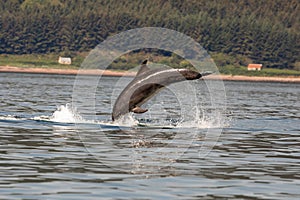 A bottlenose dolphin (Tursiops truncatus) jumping out of the water in Moray Firth, Inverness, Schotland