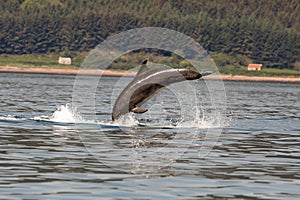 Uhorka delfín ()  skákanie von z voda v ústie rieky, 