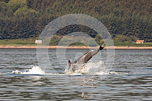 A bottlenose dolphin (Tursiops truncatus) jumping out of the water in Moray Firth, Inverness, Schotland
